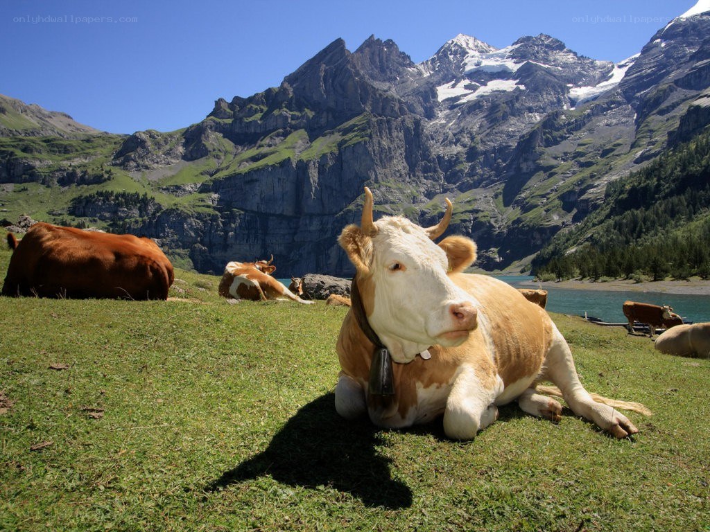Cows grazing in alpine meadow