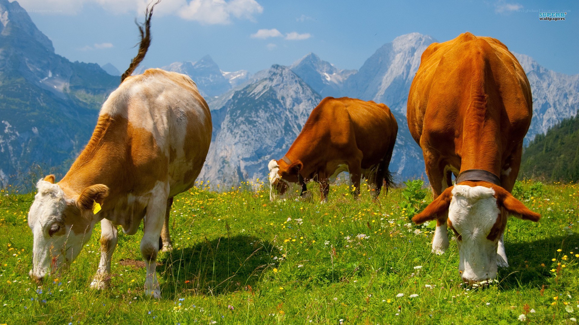 Cows grazing in alpine meadow