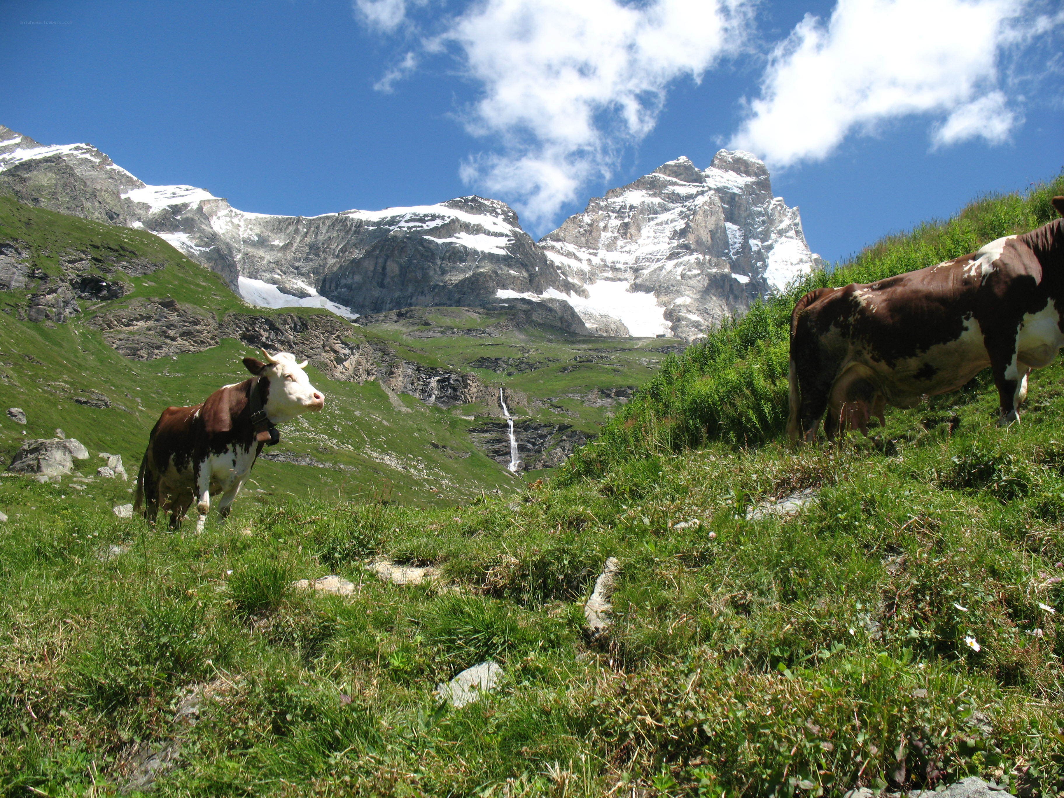 Cows grazing in alpine meadow