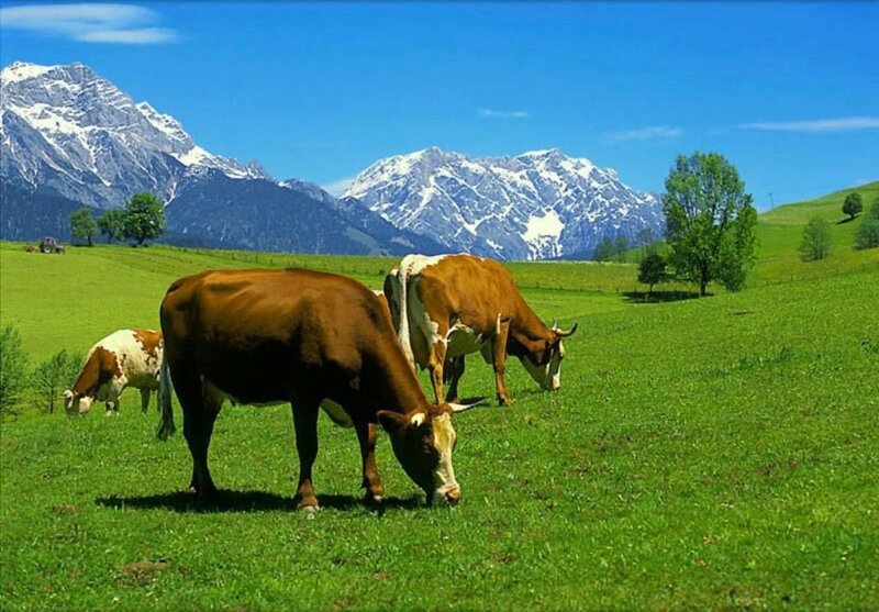 Cows grazing in alpine meadow