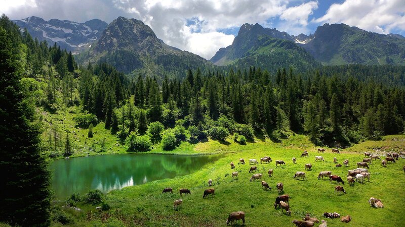 Cows Grazing in Alpine Meadow — Green, Serene, Afternoon