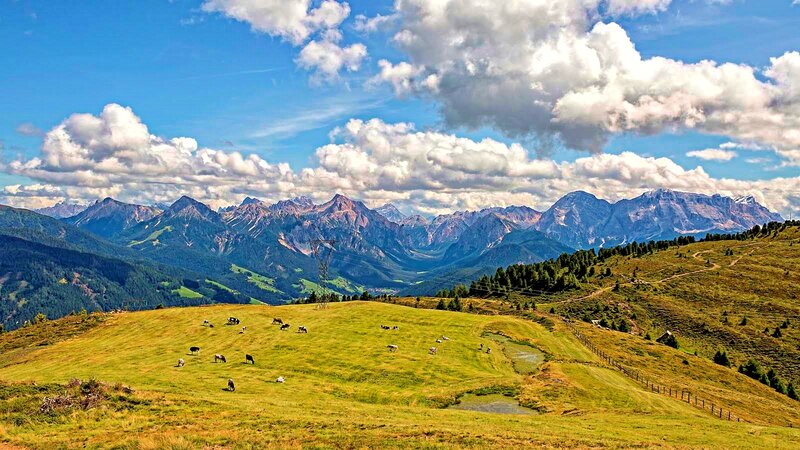 Cows Grazing in Alpine Meadow — Green
