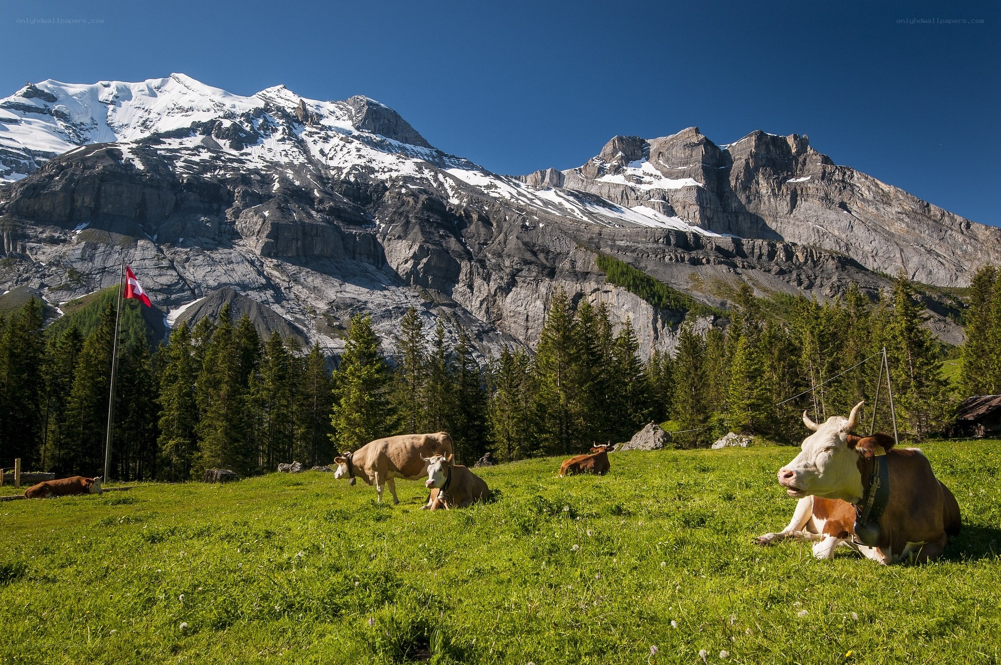 Cows grazing in alpine meadow