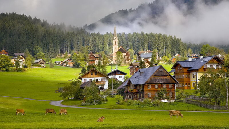 Cows Grazing in Alpine Village