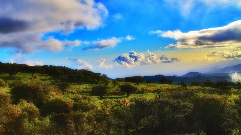 Cows Grazing in Field — Blue, Dramatic