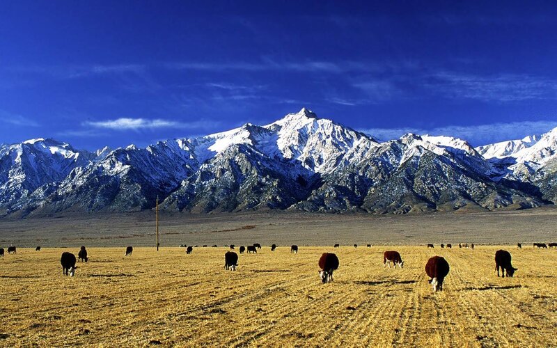 Cows Grazing in Field — Blue, Serene