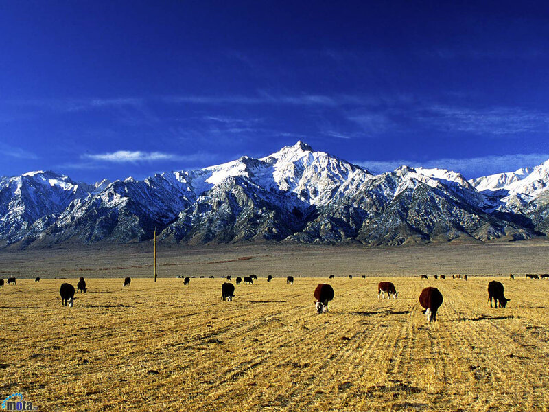 Cows Grazing in Field — Blue