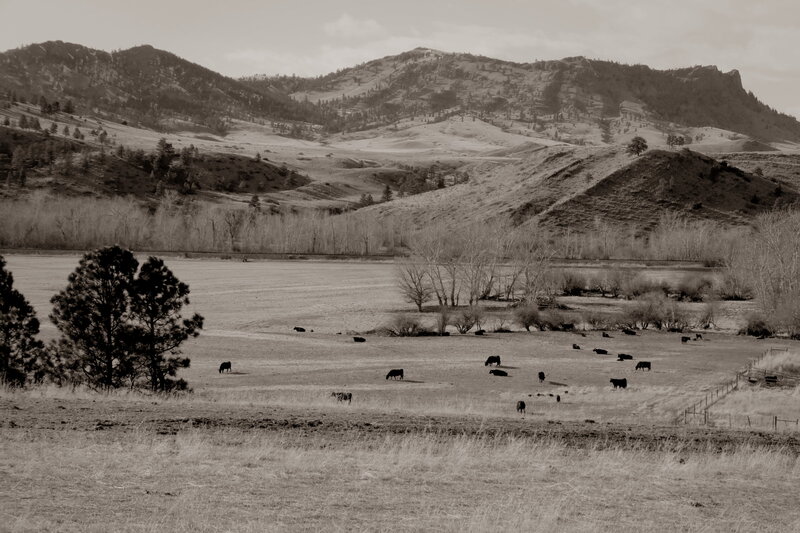 Cows Grazing in Field — Brown, Serene