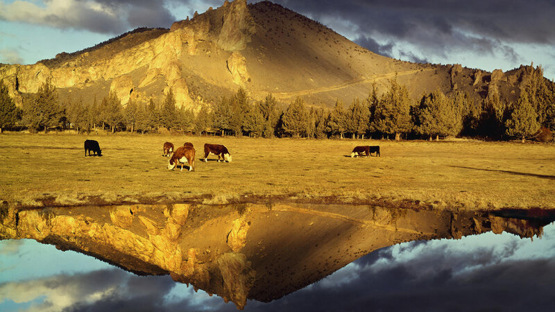 Cows Grazing in Field — Brown