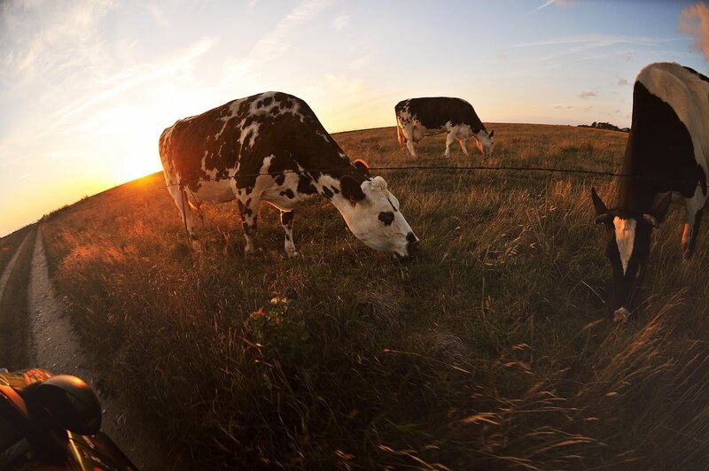 Cows Grazing in Field — Gold, Serene, Sunset