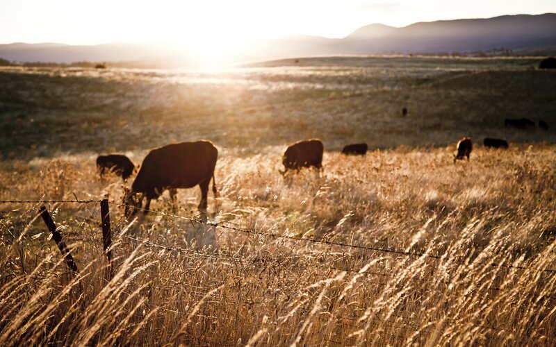 Cows Grazing in Field — Gold, Serene