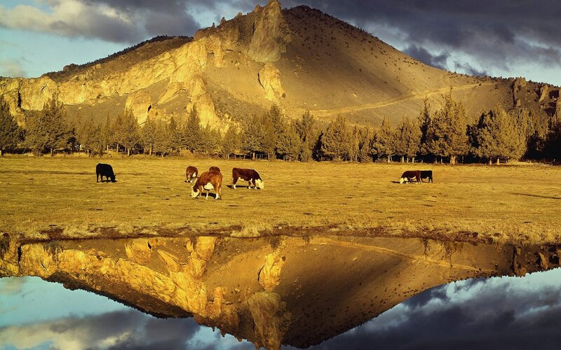 Cows Grazing in Field — Golden, Dramatic