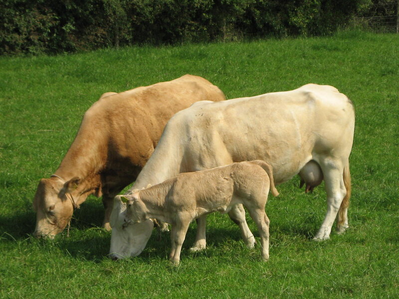 Cows Grazing in Field — Green, Calm