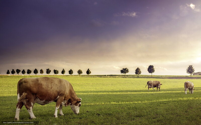 Cows Grazing in Field — Green, Dramatic, Sunset, Photograph