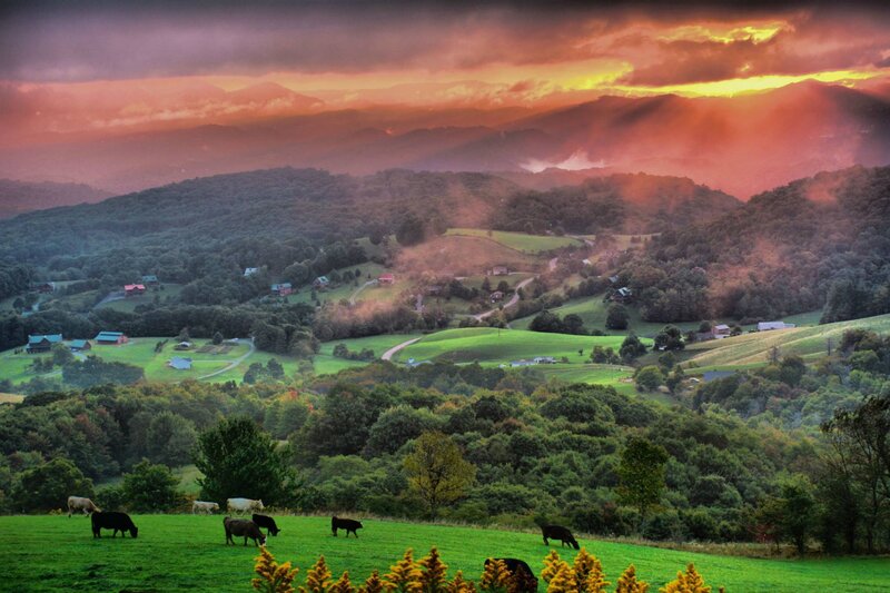 Cows Grazing in Field — Green, Dramatic, Sunset