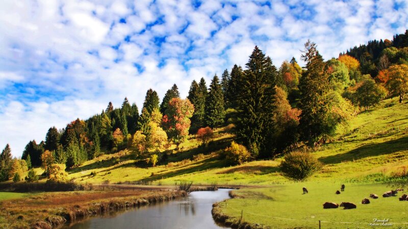 Cows Grazing in Field — Green, Peaceful