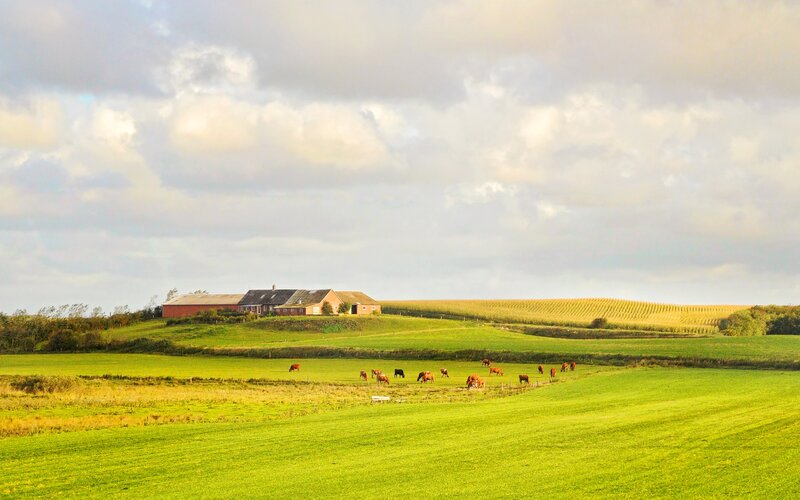 Cows Grazing in Field — Green, Serene, Afternoon, Photograph, Farmhouse
