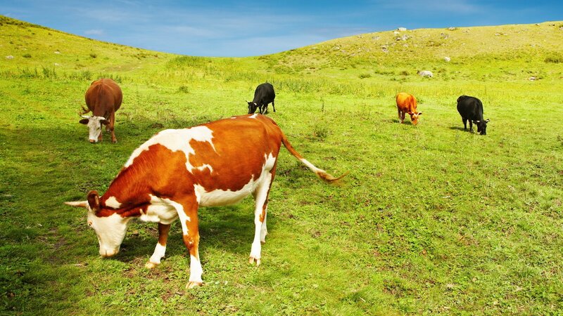 Cows Grazing in Field — Green, Serene, Afternoon, Photograph, Grass, Hills