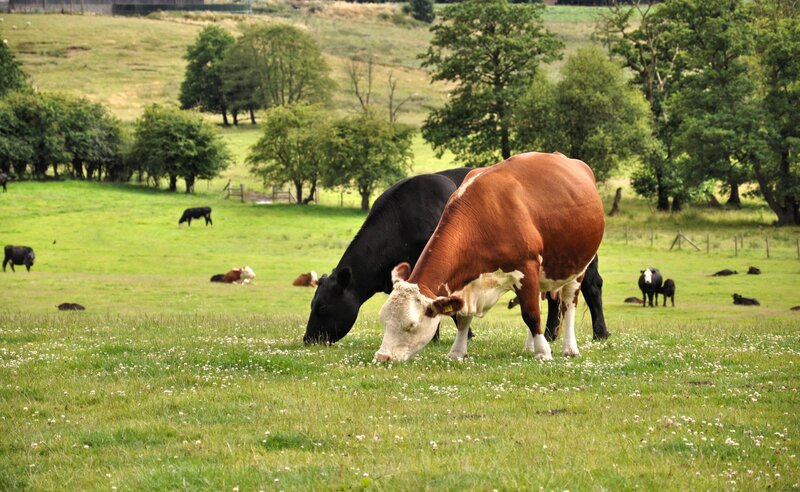 Cows Grazing in Field — Green, Serene, Afternoon, Photograph, Grass