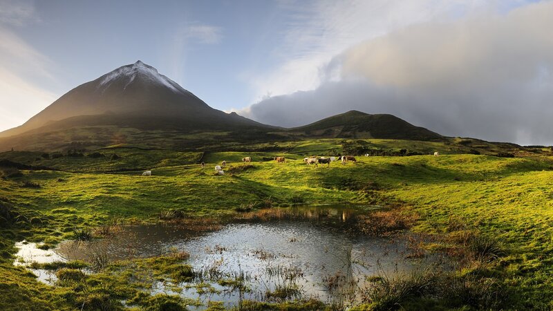 Cows Grazing in Field — Green, Serene, Afternoon, Photograph, Mountain