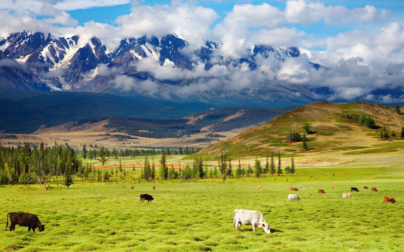 Cows Grazing in Field — Green, Serene, Afternoon, Photograph, Mountains, Clouds