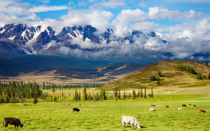 Cows Grazing in Field — Green, Serene, Afternoon, Photograph, Mountains, Clouds, Trees