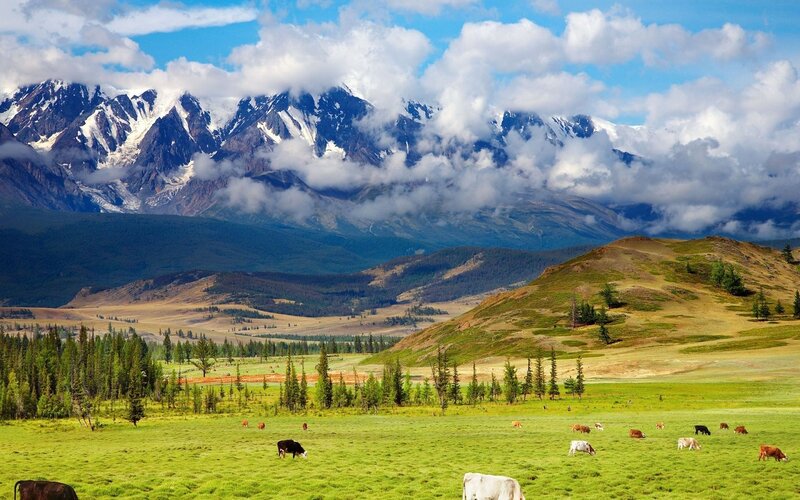 Cows Grazing in Field — Green, Serene, Afternoon, Photograph, Mountains