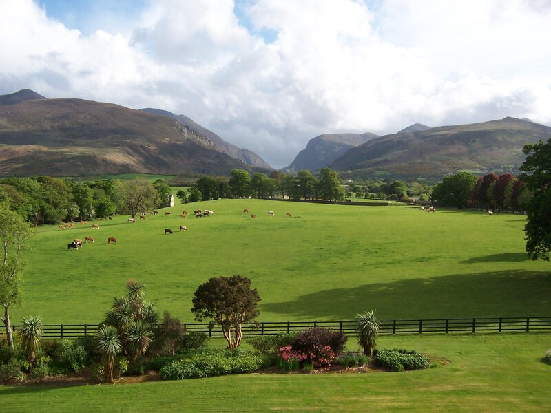 Cows Grazing in Field — Green, Serene, Afternoon, Photograph, Mountains, Trees