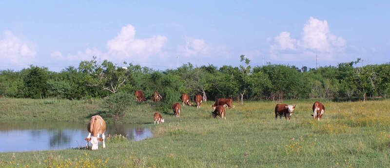 Cows Grazing in Field — Green, Serene, Afternoon, Photograph, Pond