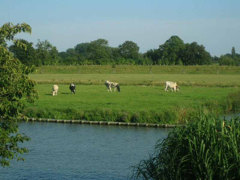 Cows Grazing in Field — Green, Serene, Afternoon, Photograph, River