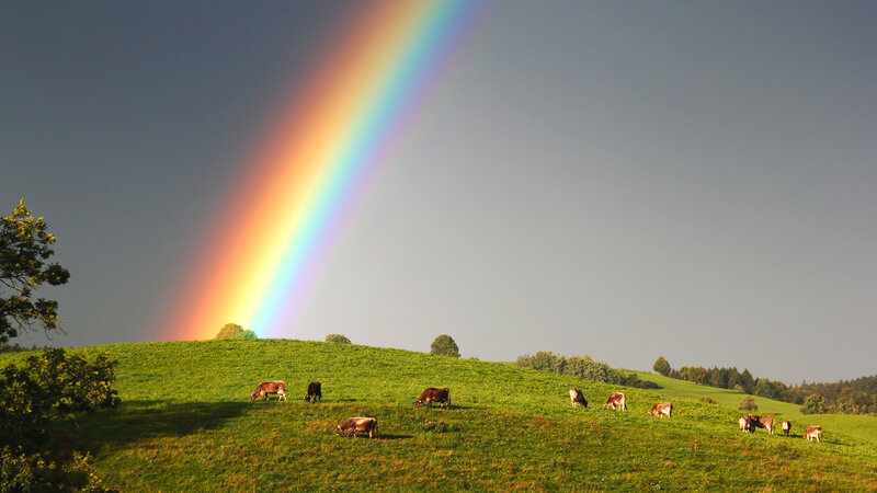 Cows Grazing in Field — Green, Serene, Afternoon, Photograph