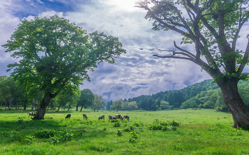 Cows Grazing in Field — Green, Serene, Afternoon, Photograph, Trees, Clouds