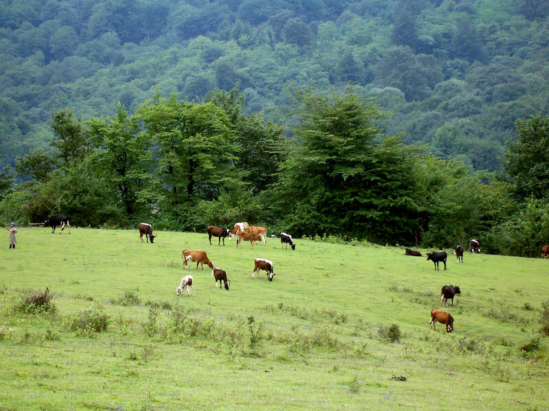Cows Grazing in Field — Green, Serene, Afternoon, Photograph, Trees