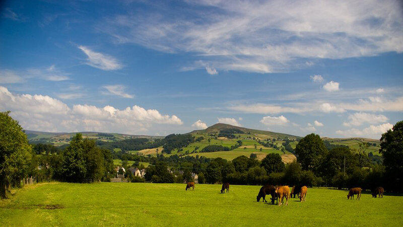 Cows Grazing in Field — Green, Serene, Afternoon