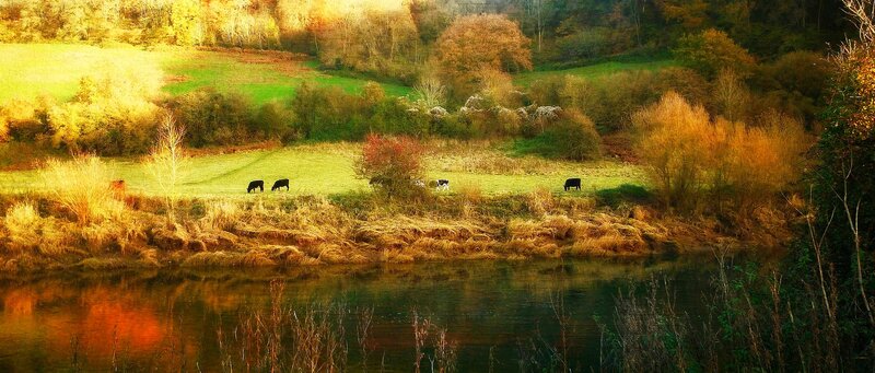 Cows Grazing in Field — Green, Serene, Autumn, Photograph, River