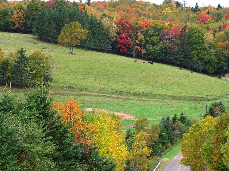 Cows Grazing in Field — Green, Serene, Autumn, Photograph
