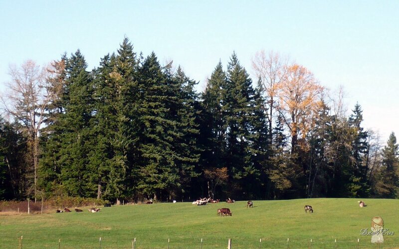 Cows Grazing in Field — Green, Serene, Autumn, Photograph, Trees