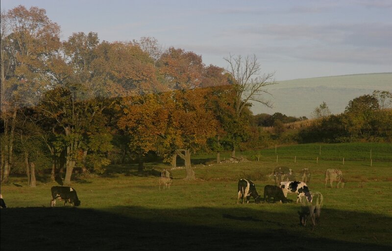 Cows Grazing in Field — Green, Serene, Autumn
