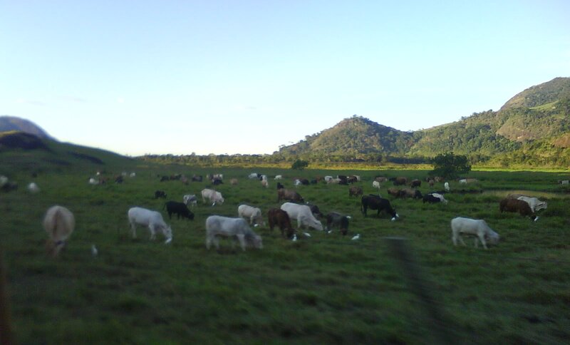 Cows Grazing in Field — Green, Serene, Morning, Photograph, Mountains