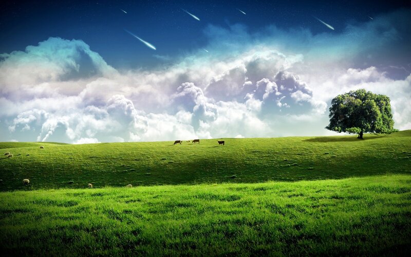 Cows Grazing in Field — Green, Serene, Night