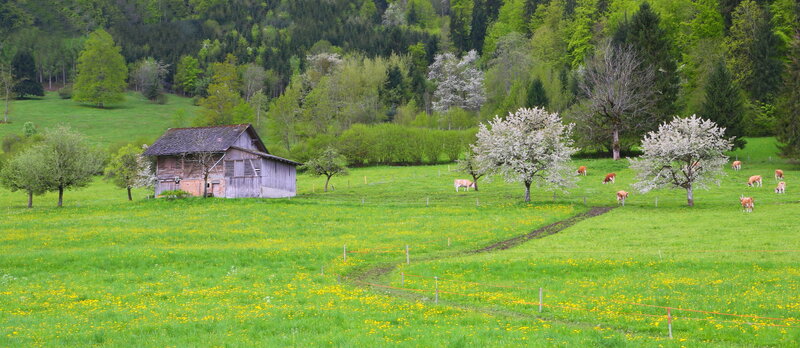 Cows Grazing in Field — Green, Serene, Spring, Photograph