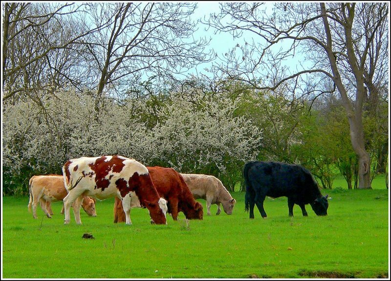 Cows Grazing in Field — Green, Serene, Spring