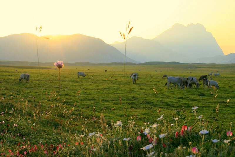 Cows Grazing in Field — Green, Serene, Sunrise