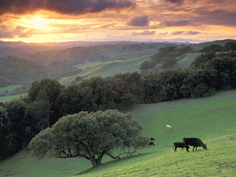 Cows Grazing in Field — Green, Serene, Sunset, Photograph, Hills