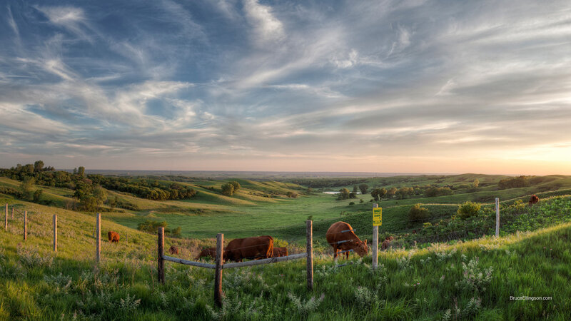 Cows Grazing in Field — Green, Serene, Sunset