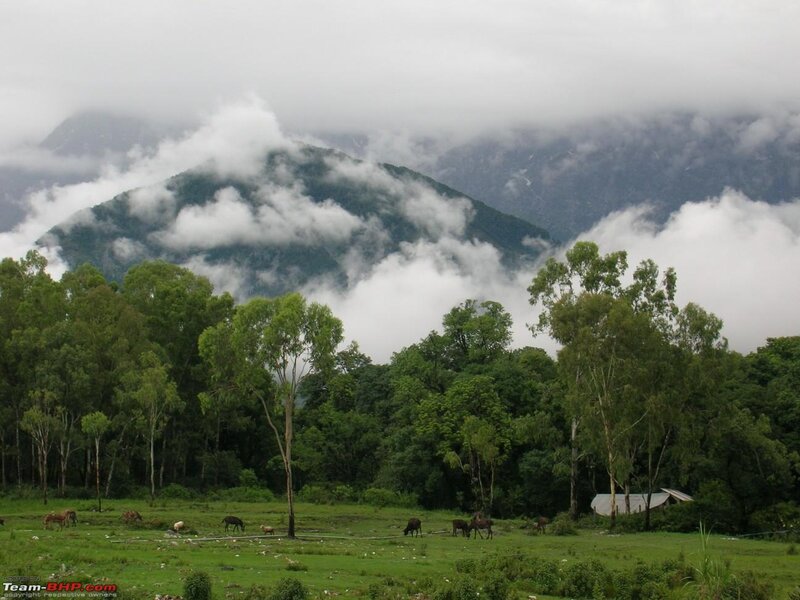 Cows Grazing in Field — Green, Serene