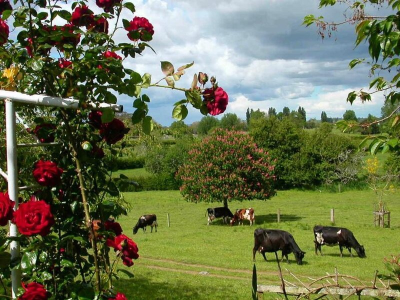 Cows Grazing in Field — Green