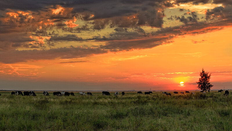 Cows Grazing in Field — Orange, Dramatic