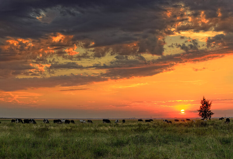 Cows Grazing in Field — Orange