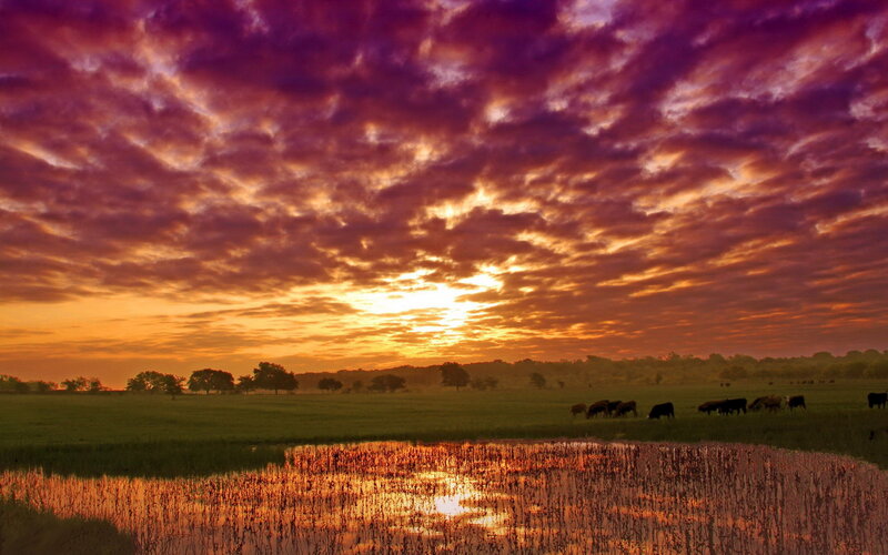 Cows Grazing in Field — Purple